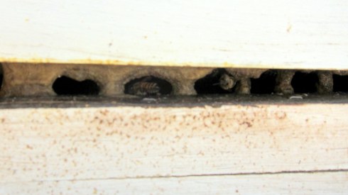 Propolis at the hive entrance on March 2